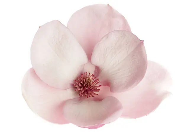 beautiful magnolia soulangeana isolated on white