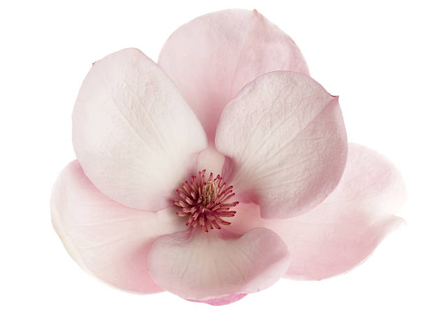 close-up of beautiful magnolia flower isolated on white - magnolia bildbanksfoton och bilder