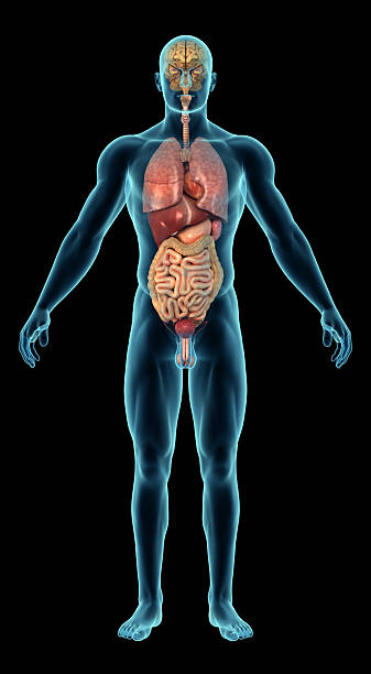 Human body with internal organs "Human body with internal organs, composite by brain, heart, stomach, liver, pancreas, spleen, lungs, kidneys, colon, large and small intestines and so on. Great to be used in medicine works and health. Front view. Isolated on a black background." human stomach internal organ stock pictures, royalty-free photos & images