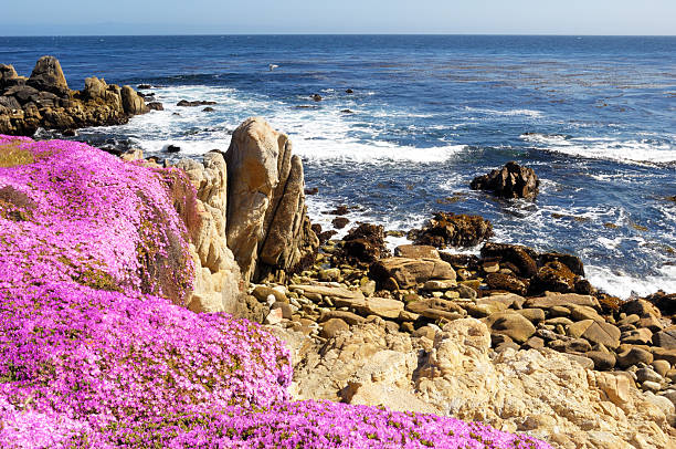 istock Flowering Plant Growing on Oceanside Cliff 183836528