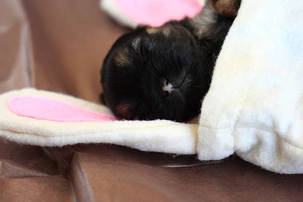 Small black and brown Yorkie pup sleeps in bunny bag Small black and brown Yorkie pup sleeps in bunny bag newborn yorkie puppies stock pictures, royalty-free photos & images