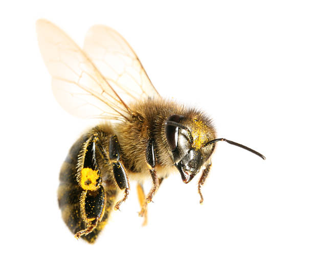 flying bee - worker bees стоковые фото и изображения