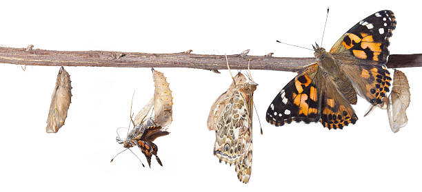 The Butterfly Metamorphosis From Chrysalis To Butterfly