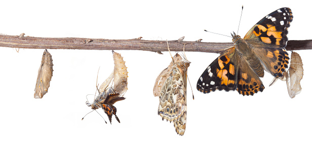 Painted Lady Butterfly Metamorphosis. The Butterfly Metamorphosis From Chrysalis To Butterfly. Metamorphosis is the process of transformation from an immature form to an adult form in two or more distinct stages.