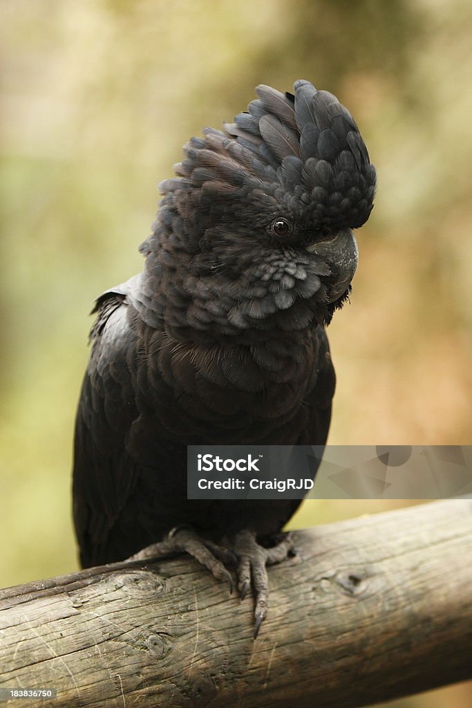 Black Cockatoo Close up of a red tailed black cockatoo. Victoria, Australia. Animal Stock Photo