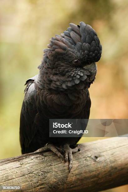 Black Cockatoo Stock Photo - Download Image Now - Animal, Animal Wildlife, Animals In The Wild