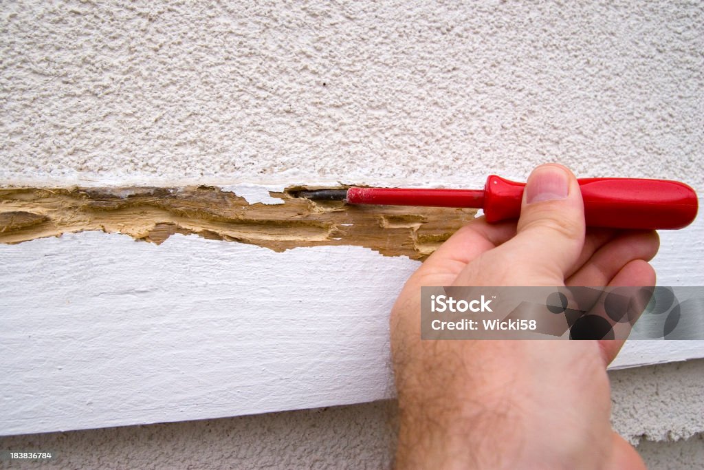 Termite Problems "Shot of Investigation of a insect damage on a wooden support beam outside on a house, caused by termites." Rotting Stock Photo