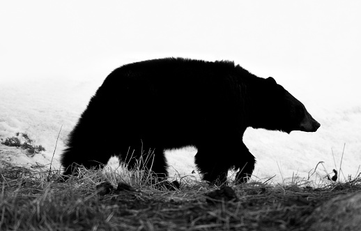 Bear Bear Foraging - Black & White.  Snow in the background.