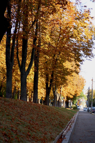 istock the road next to the autumn park 1838370600