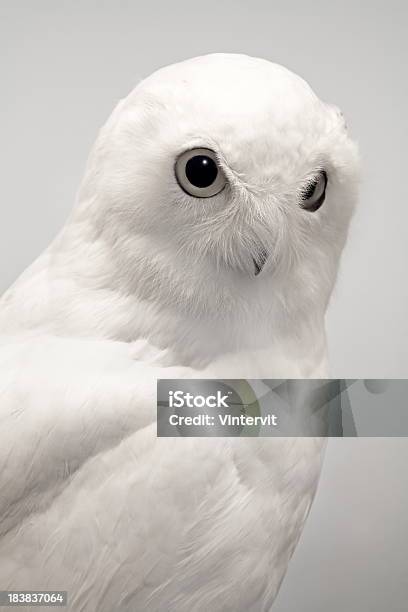 Coruja - Fotografias de stock e mais imagens de Bufo-branco - Bufo-branco, Animal, Branco