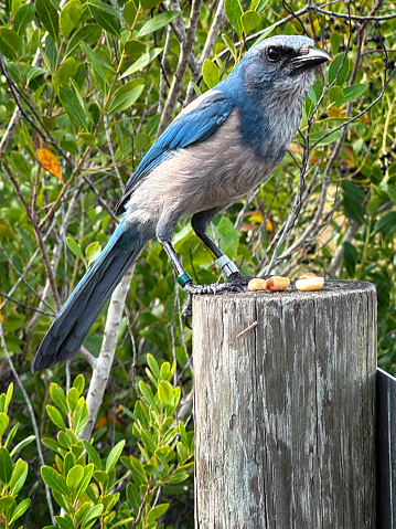 The Florida scrub-jay is only found in Florida, its population in decline and severely limited by lack of habitat.