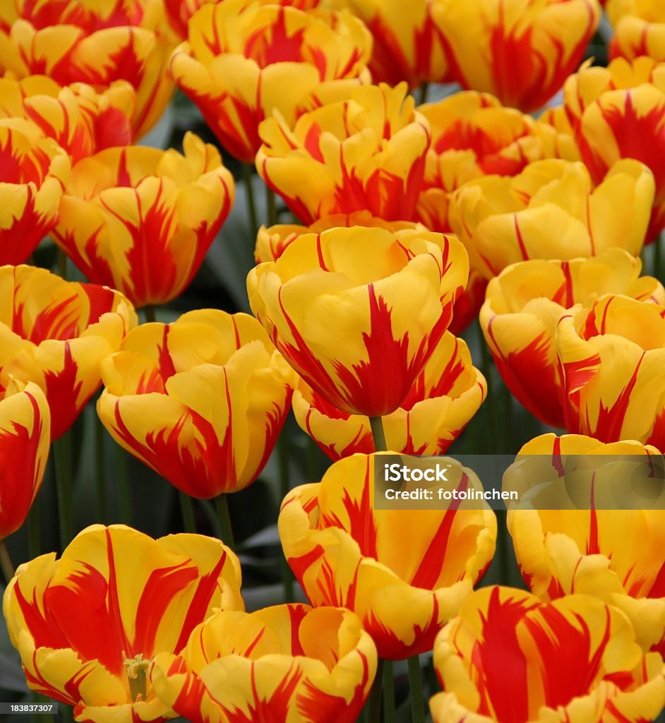 Tulpen - Lizenzfrei Blume Stock-Foto