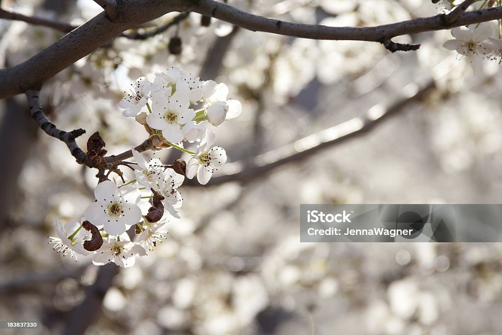 Pera bianco fiori - Foto stock royalty-free di Albero