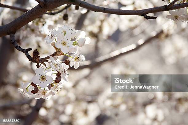 Pera Bianco Fiori - Fotografie stock e altre immagini di Albero - Albero, Ambientazione esterna, Ambientazione tranquilla