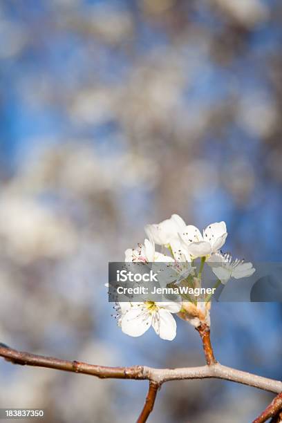 Pêra Flor Cacho - Fotografias de stock e mais imagens de Ajardinado - Ajardinado, Anual - Caraterística da planta, Ao Ar Livre