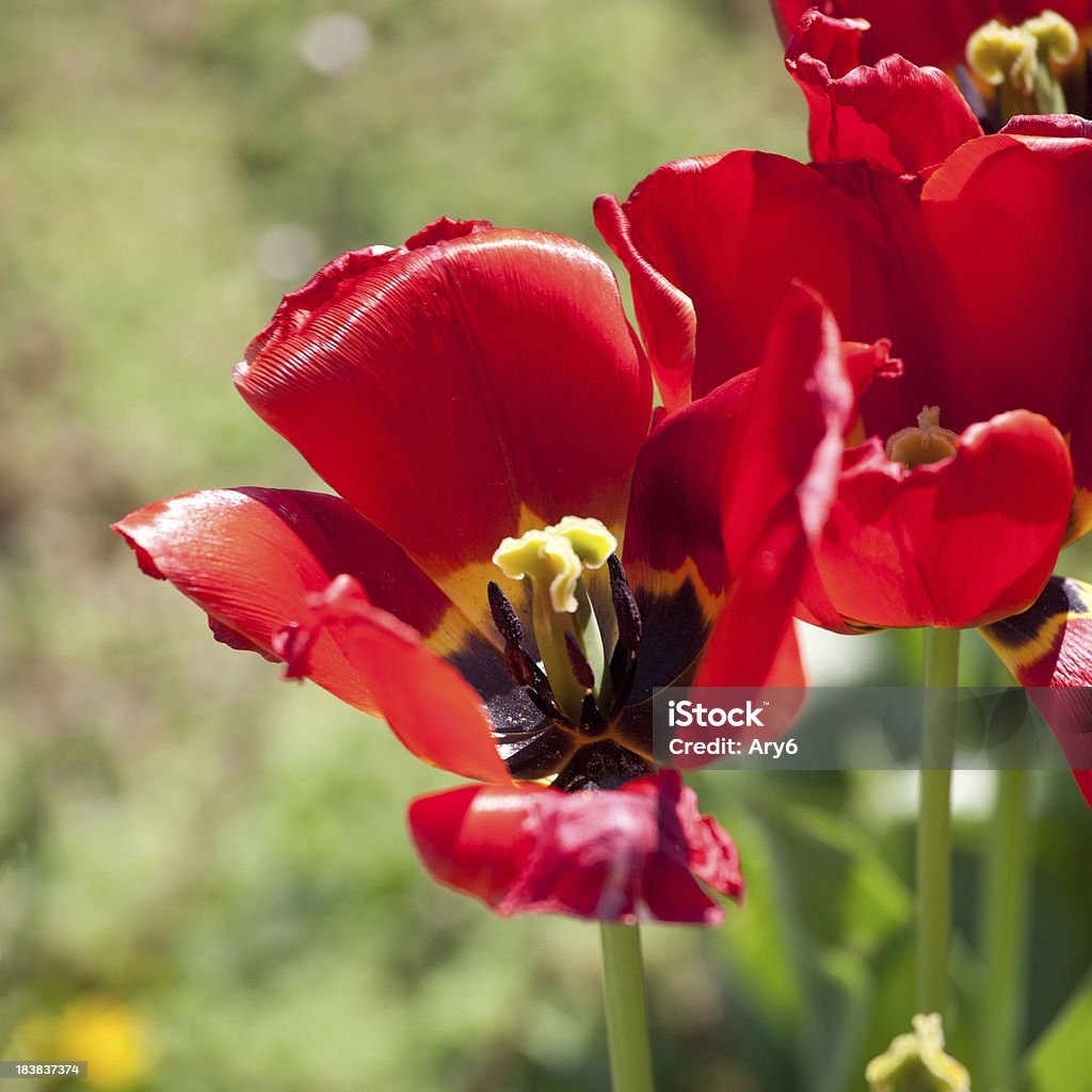 Tulipano rosso in giardino - Foto stock royalty-free di Agricoltura