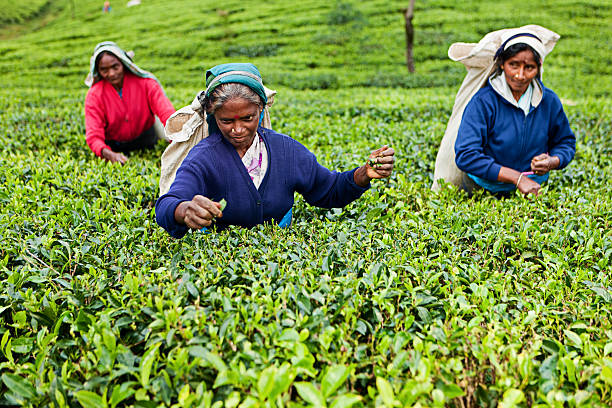 istock Tamil tea pickers, Sri Lanka 183837531