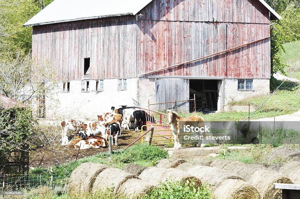 Cheval et vaches - Photo de Agriculture libre de droits