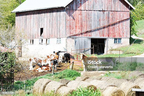 Foto de Cavalo E Vacas e mais fotos de stock de Agricultura - Agricultura, Amarelo, Animal