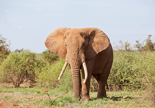 istock African elephant ready to attack Porini, Amboseli, Kenya 183837647