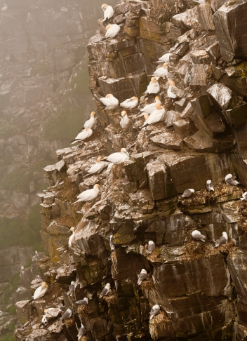 Northern Gannets