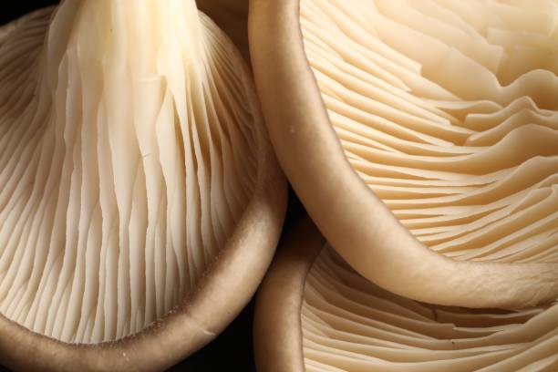 istock Fresh oyster mushrooms on dark background, macro view 1838376943