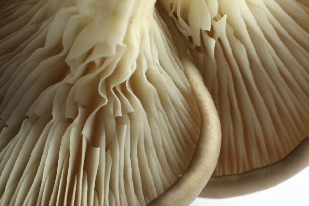 istock Fresh oyster mushrooms on white background, macro view 1838377706