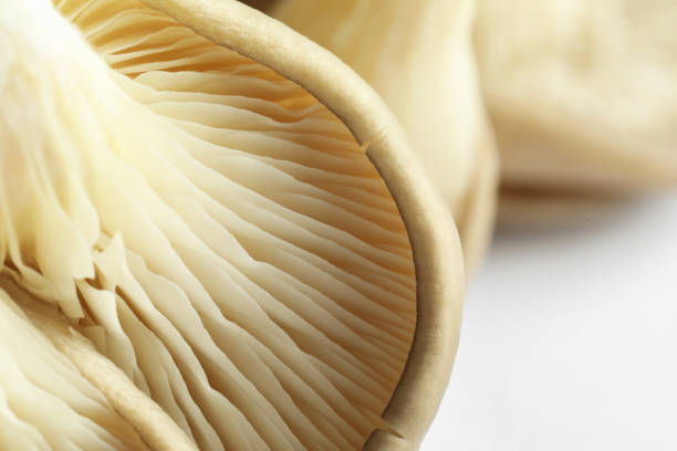 istock Fresh oyster mushrooms on white background, macro view 1838378018