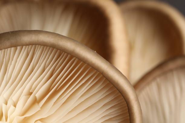 istock Fresh oyster mushrooms as background, macro view 1838379094