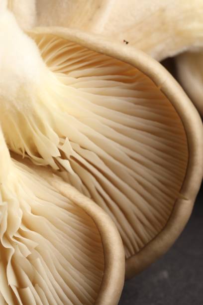 istock Fresh oyster mushrooms on dark background, macro view 1838379104