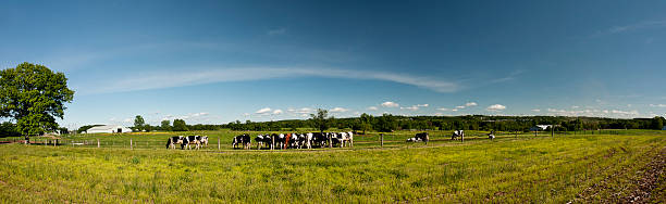 istock Ultra wide panoramic of cows at a fence 183838225
