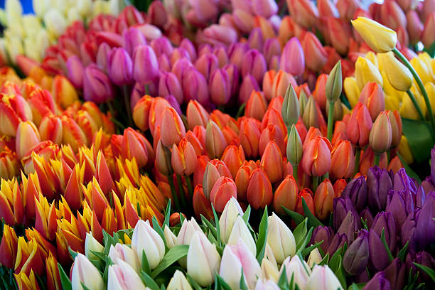 istock Beautiful bunches of multi-colored Tulips 183838296