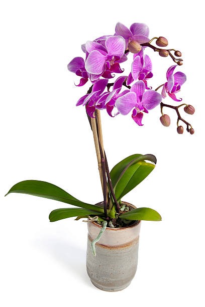 Single pot of Orchids flowers on the wooden table inside dining room of private home, against the window.