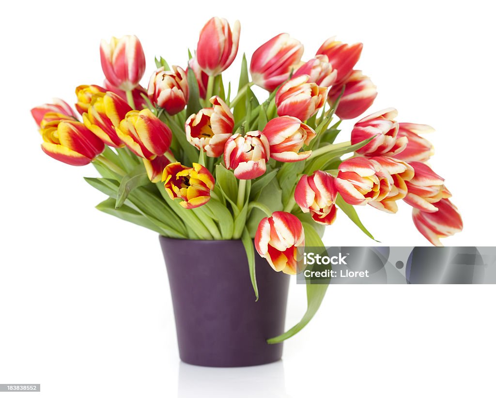 Tulipes rouges dans un vase isolé sur fond blanc - Photo de Amour libre de droits