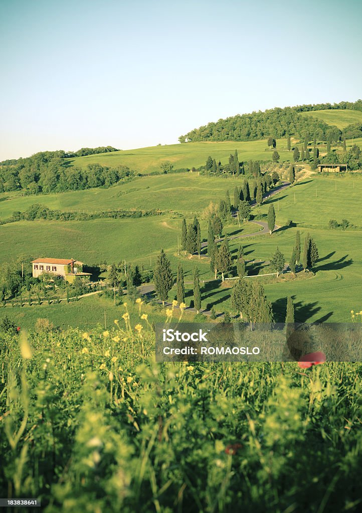 Cypress foderato strada in Monticchiello Val d'Orcia, Toscana, Italia - Foto stock royalty-free di Ambientazione esterna