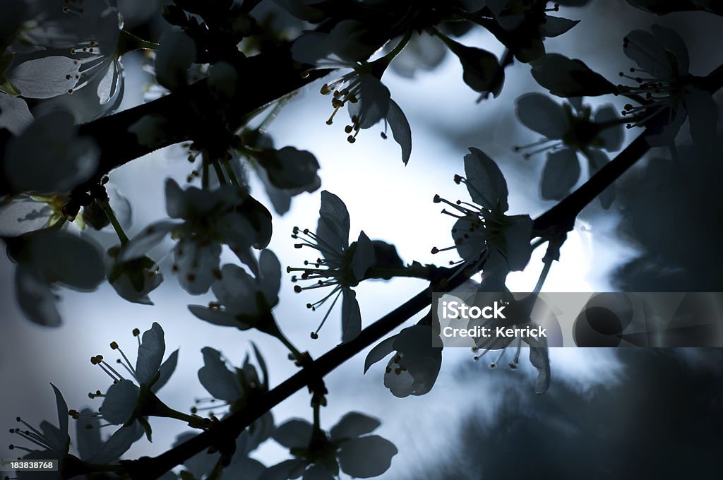 Schlehdorn Blüten im Mondlicht - Lizenzfrei Baumblüte Stock-Foto