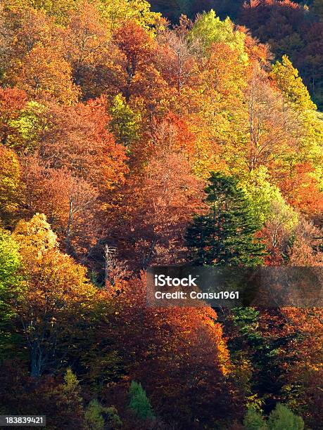 Colores Otoñales Foto de stock y más banco de imágenes de Otoño - Otoño, haya europea, Aire libre