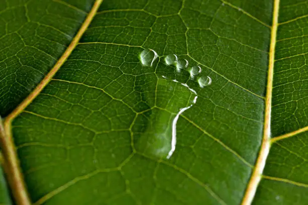 carbon footprint - water on leaf