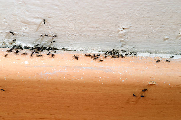 ants in the house - mier stockfoto's en -beelden