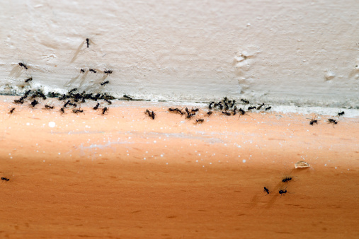 Ants infestation in the house. Need to call pest control.