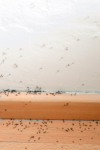 Ant infestation problem inside the house or office. Need to call the pest control guy.