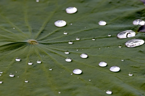Waterdrops on the leaf of a lotus plant.