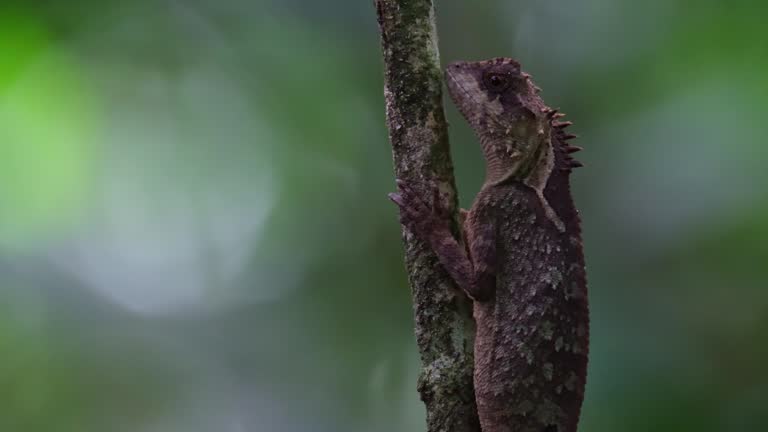 Resting and pretending to be part of a young tree revealed as the camera zooms out while the forest moves in a bokeh in the background, Scale-bellied Tree Lizard Acanthosaura lepidogaster, Thailand