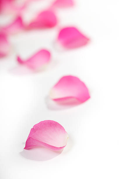 istock Close-up of rose petals on white 183839762