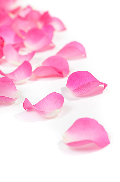 Close-up di petali di rosa su bianco - foto stock