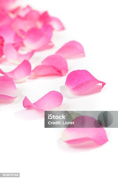 Closeup Of Rose Petals On White Stock Photo - Download Image Now - Pink Color, Rose Petals, White Background