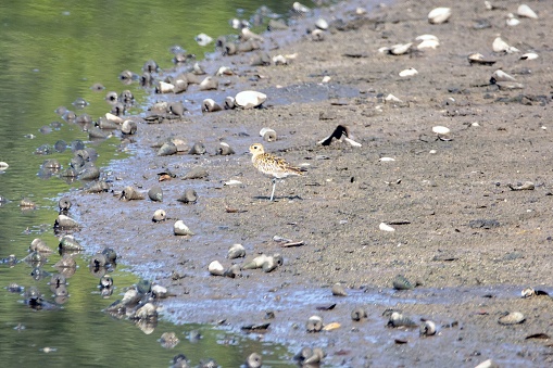 A Pacific golden plover, Pluvialis fulva, on a tropical mudflat.