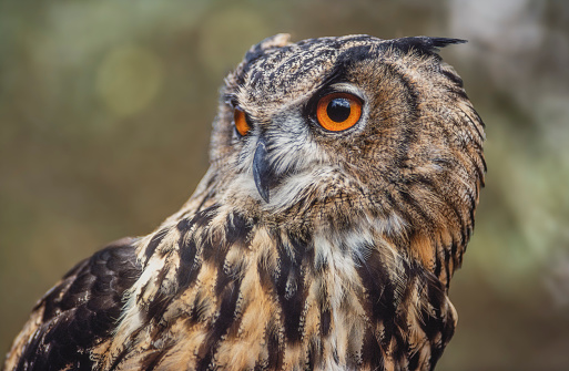 great horned owl on a tree