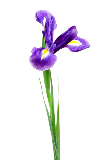 Blue iris on a white background.