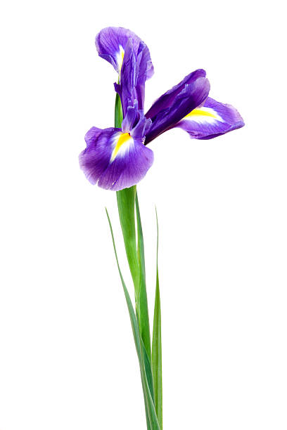 Iris. stock photo